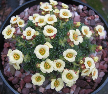 Saxifraga 'Allendale Bonny'